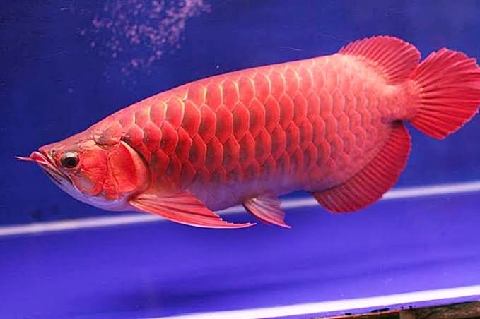 Blood Red Premium NIRWANA88 Arwana