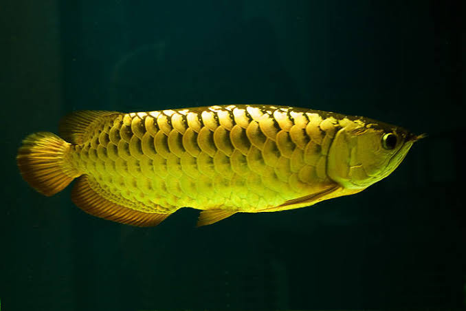 Golden Red Premium NIRWANA88 Arwana